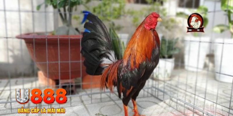 11bet org tải nổ hũ trên máy tính