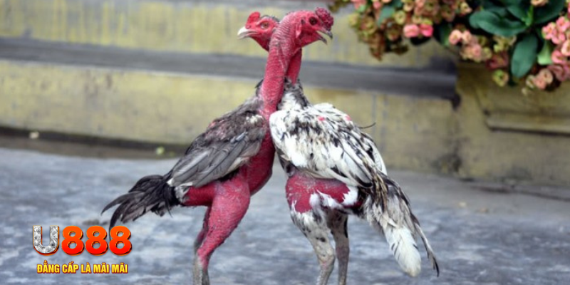 11bet org bàn cầu điểm số tay trước trong baccarat là gì