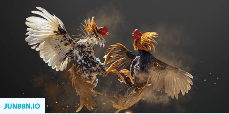 11bet org đăng nhập sòng bạc miễn phí